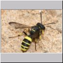 Cerceris quadricincta - Knotenwespe w01 11mm.jpg